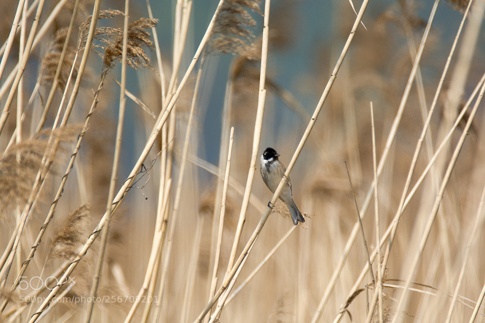 Nikon D7100 sample photo. Common reed bunting emberiza photography