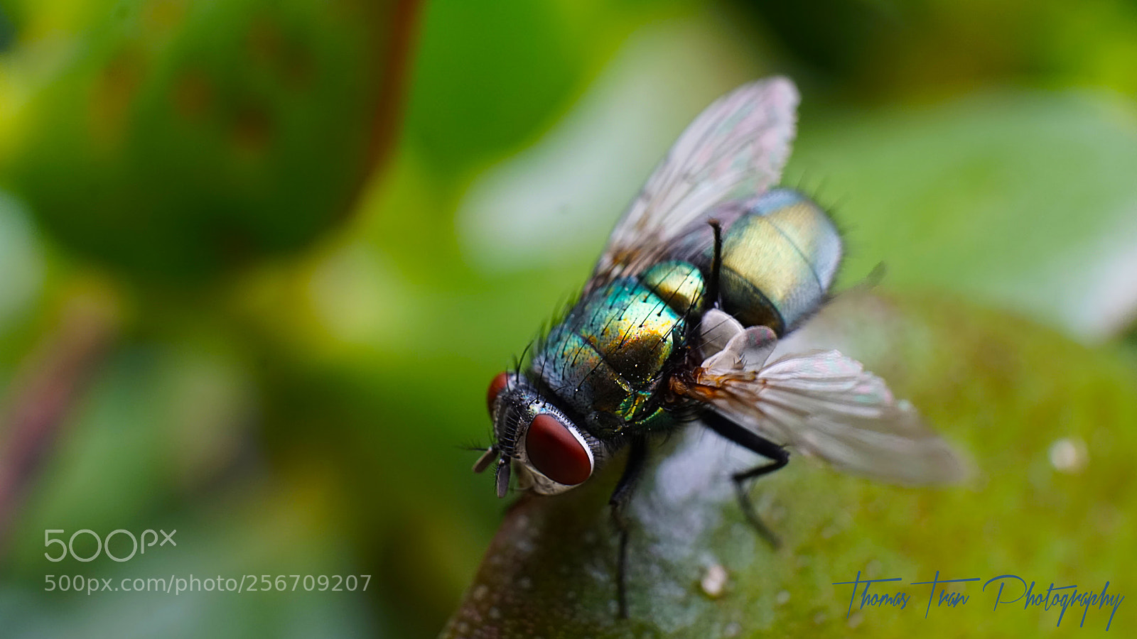 Sony a6000 sample photo. Green fly macro shot photography