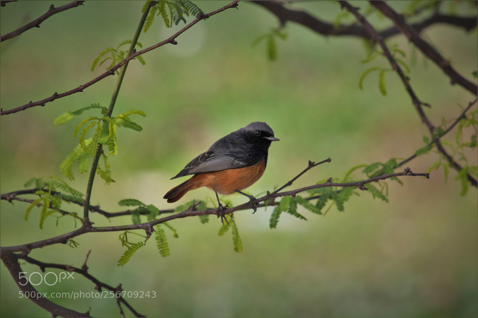 Canon EOS 550D (EOS Rebel T2i / EOS Kiss X4) sample photo. Redstart photography