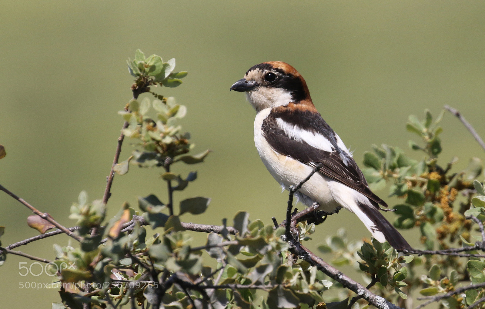 Canon EOS 7D Mark II sample photo. Woodchat shrike (lanius senator) photography