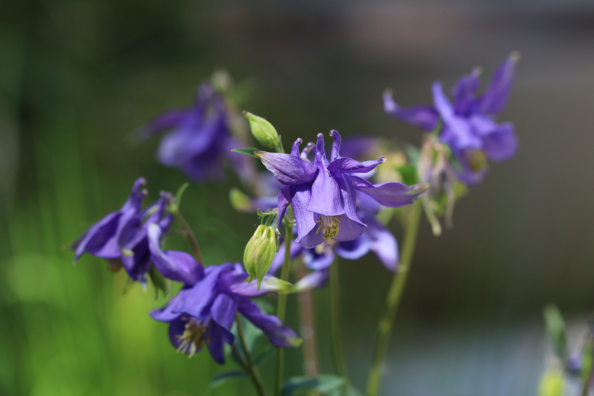 Canon EF 100mm F2.8L Macro IS USM sample photo. Aquilegia photography