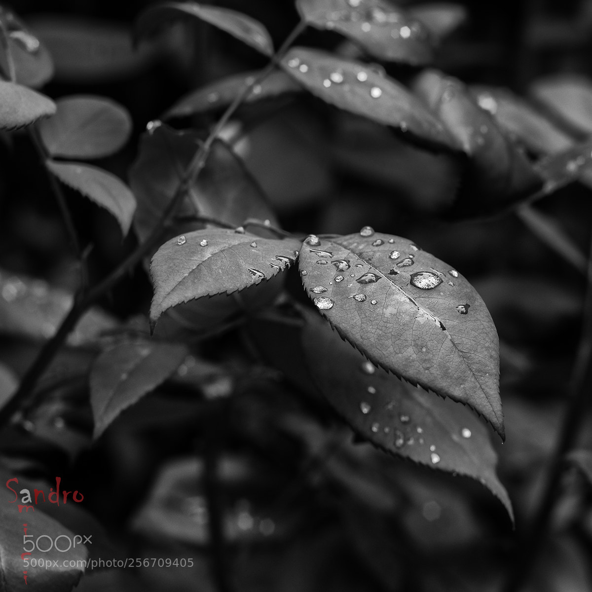 Fujifilm X-T1 sample photo. Raindrops photography