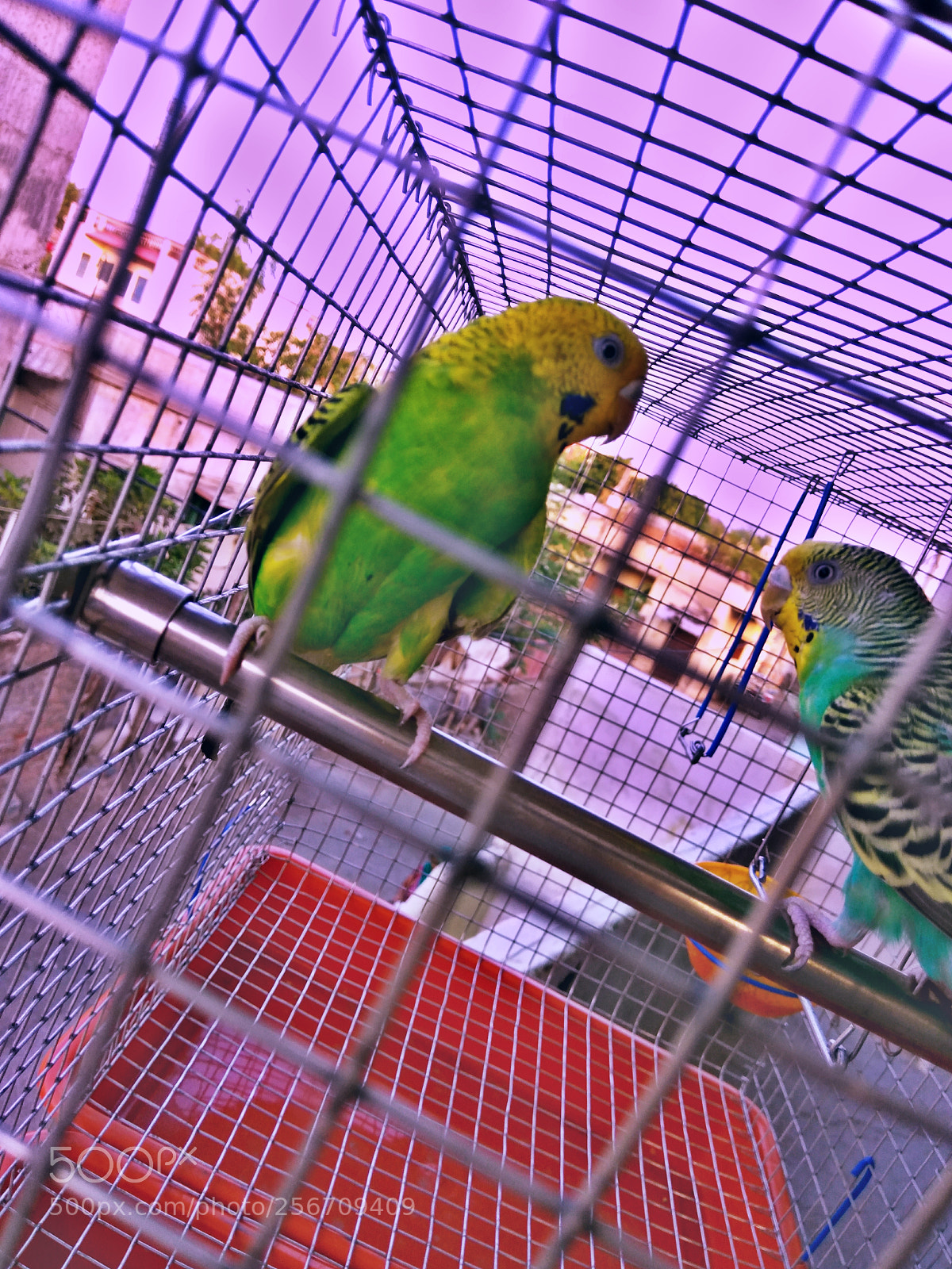 Xiaomi Redmi Note3 sample photo. Best bird photography photography