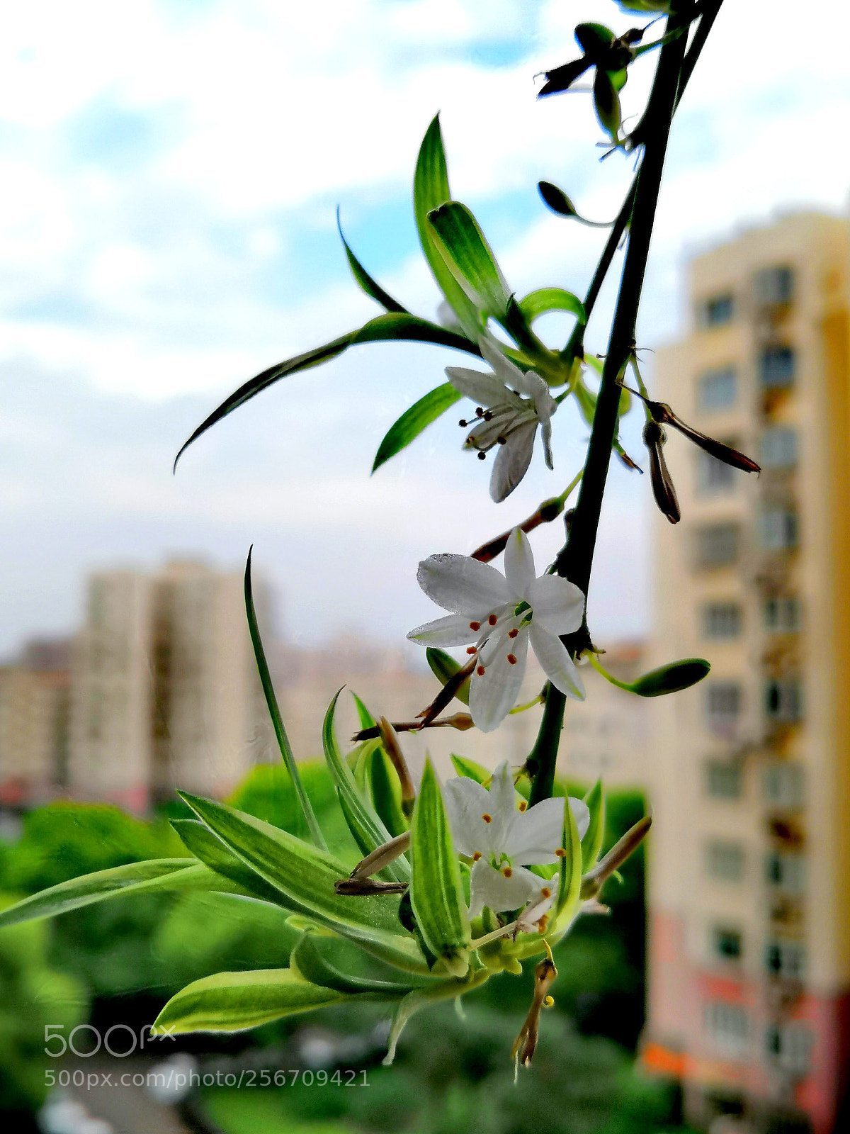 HUAWEI Honor 10 sample photo. Small flowers  photography