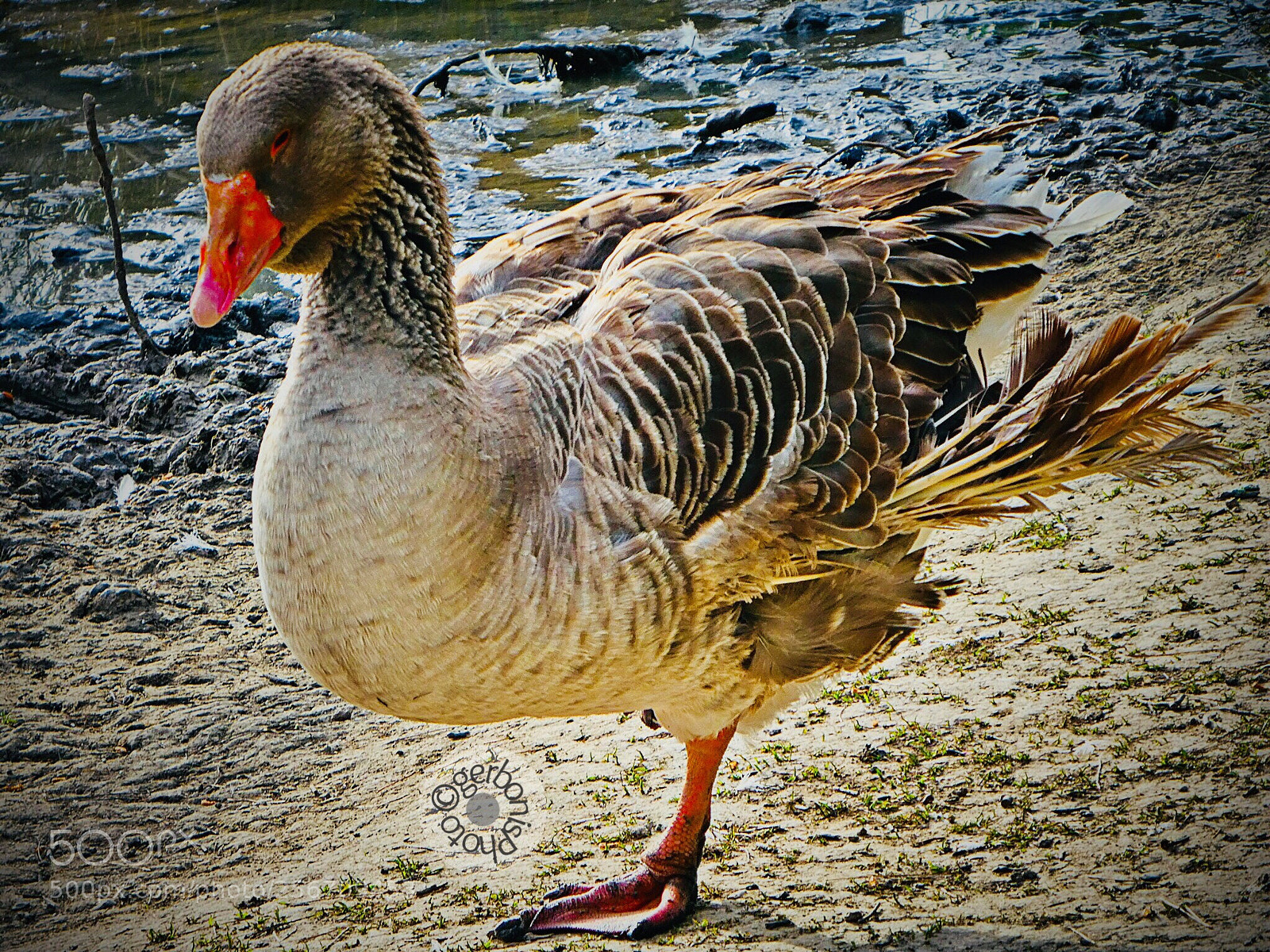 Panasonic Lumix DC-ZS70 (Lumix DC-TZ90) sample photo. A swan goose that photography