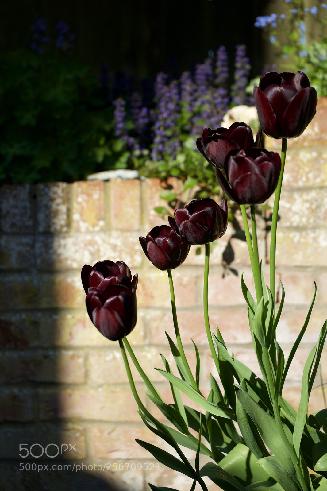 Sony a7 sample photo. Velvet photography