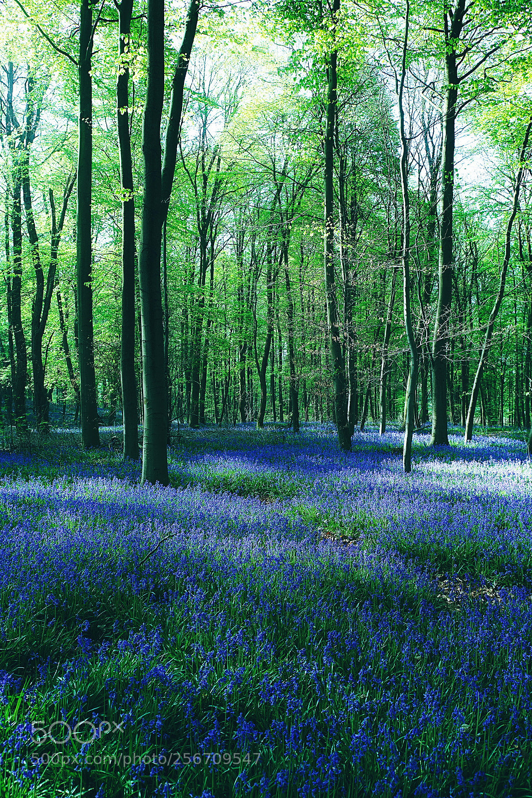 Canon EOS 6D Mark II sample photo. Springtime is bluebells time! photography