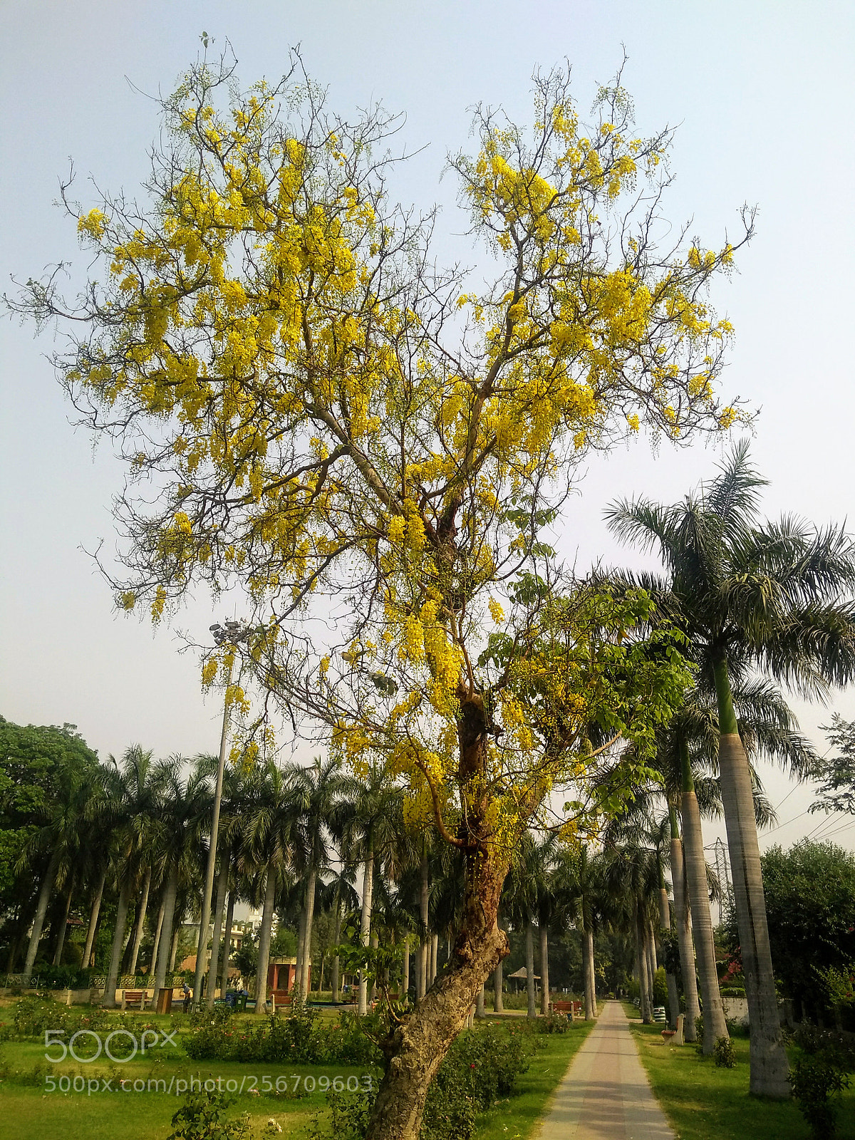 Motorola Moto G (5S) Plus sample photo. Golden showers photography