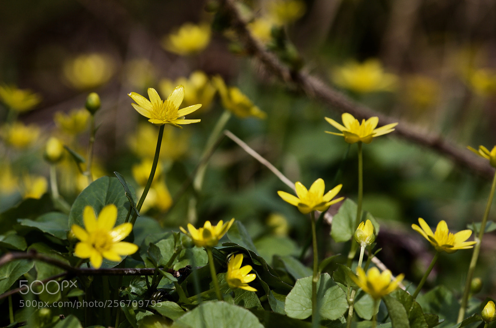 Canon EOS 60D sample photo. Little life 2 photography