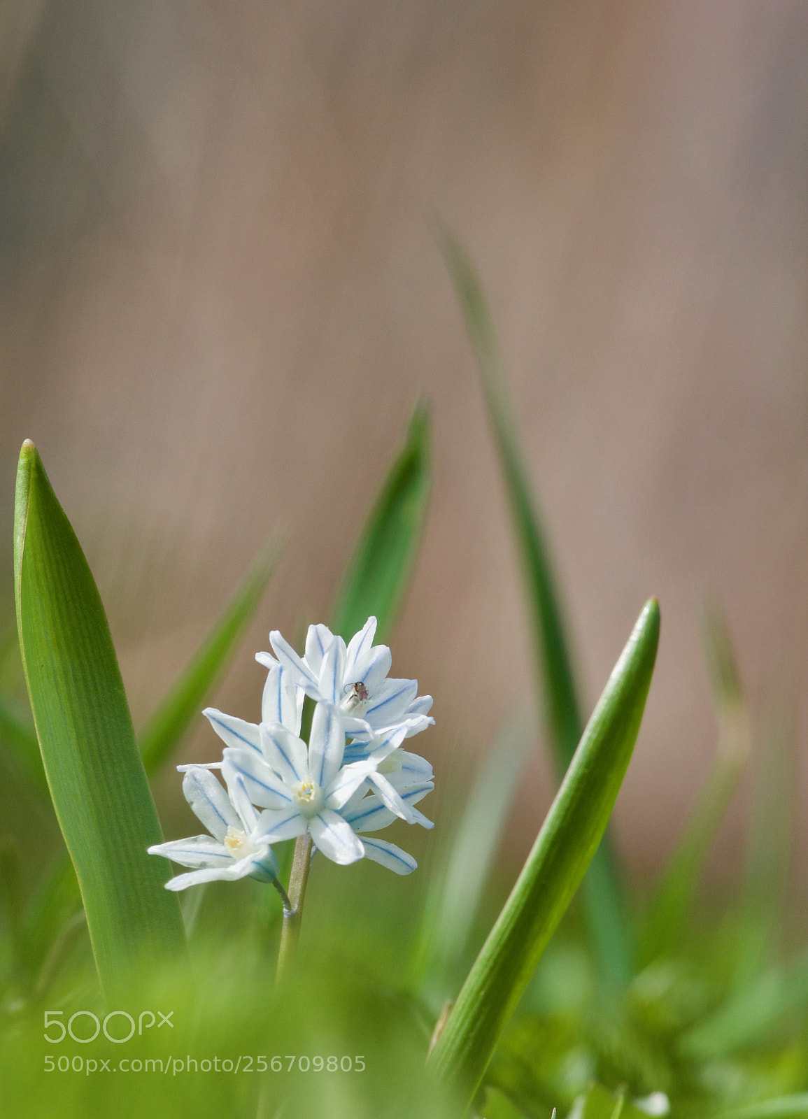 Canon EOS 60D sample photo. Little life 4 photography