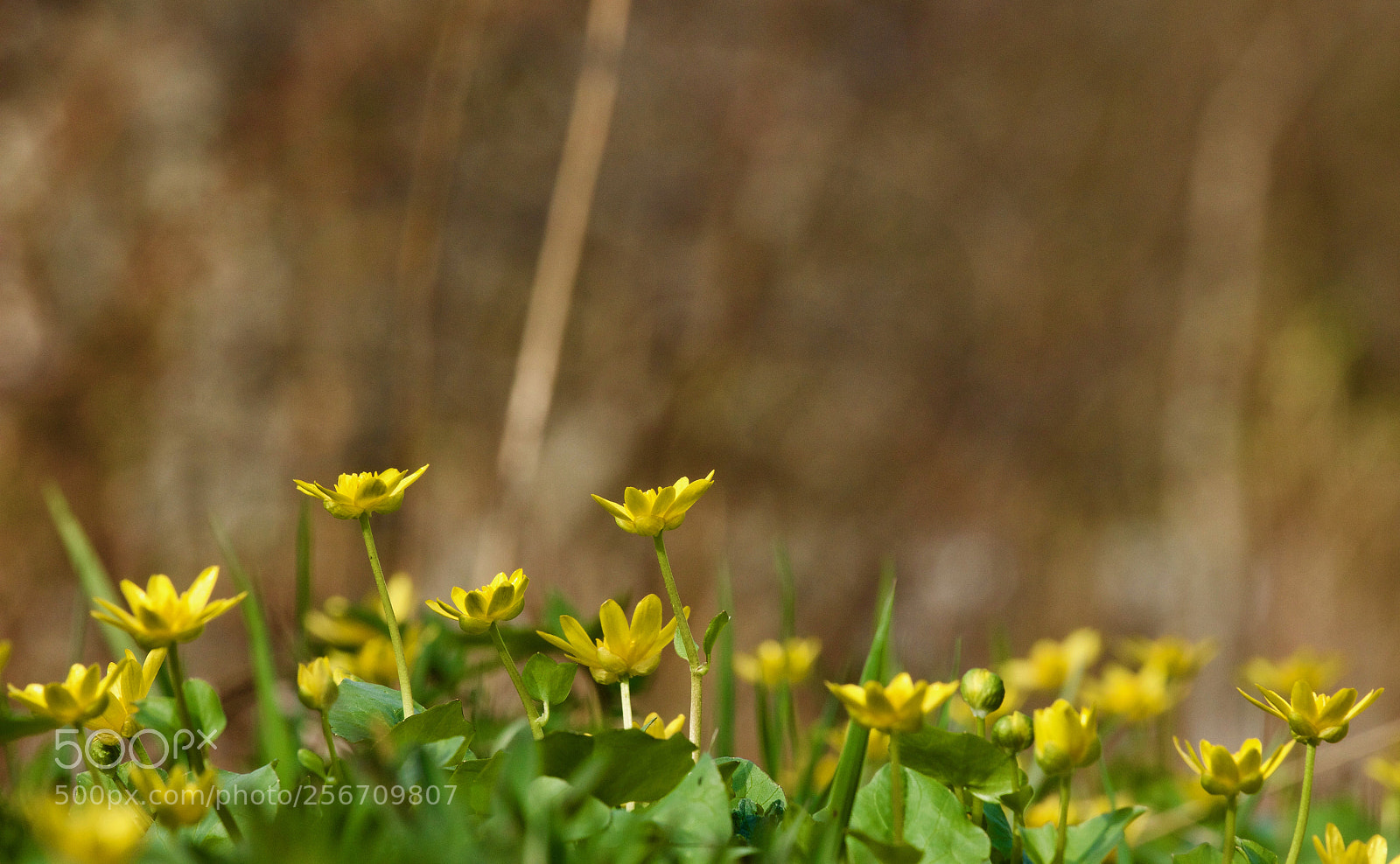 Canon EOS 60D sample photo. Little life 3 photography