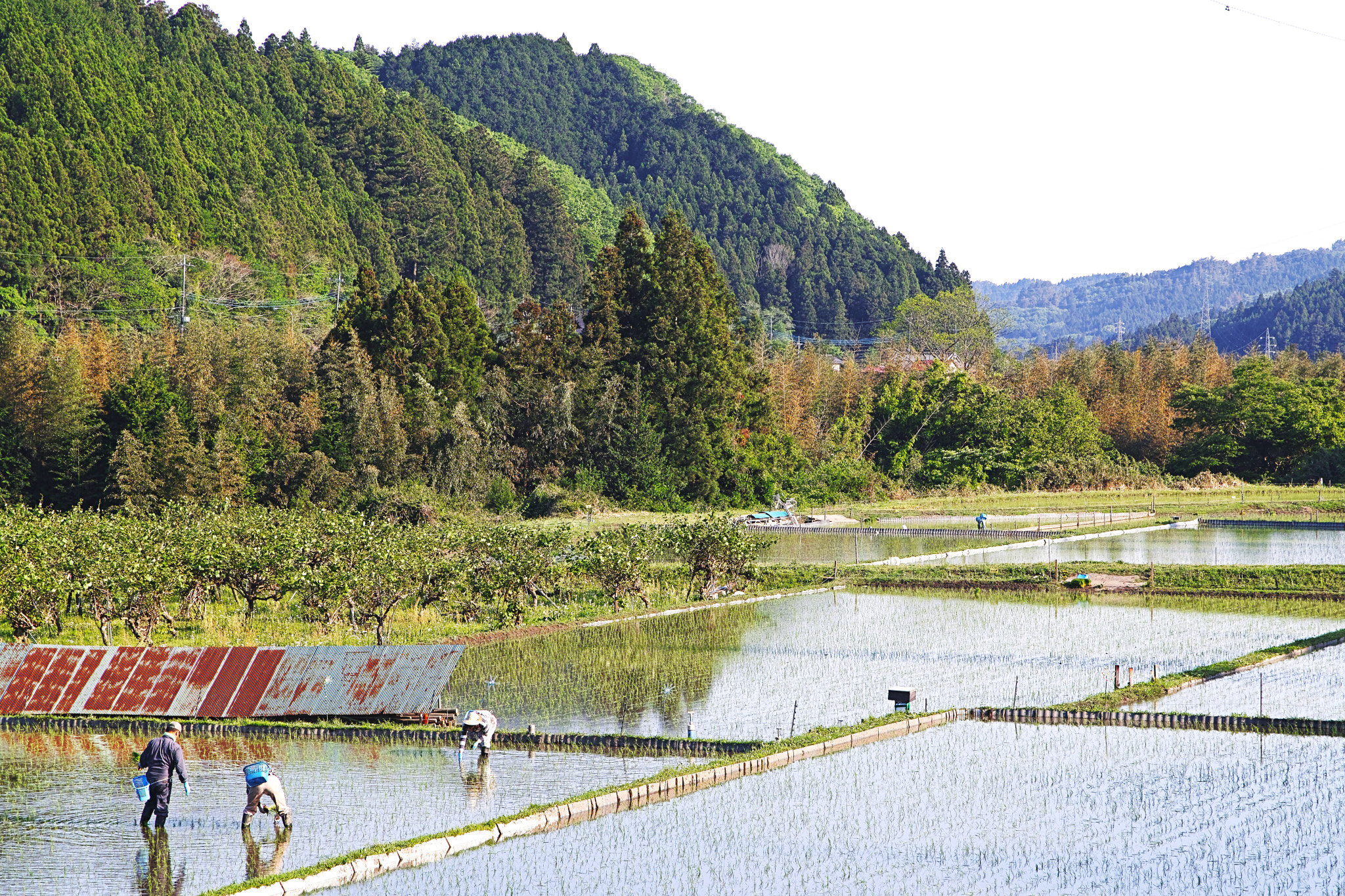 Sigma sd Quattro H sample photo