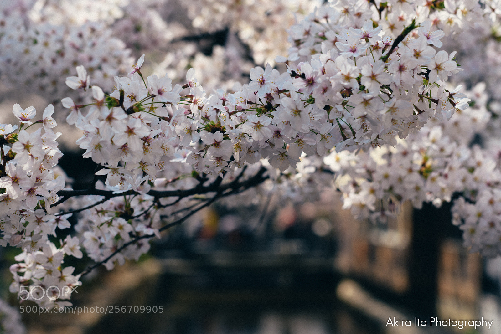 Nikon D500 sample photo. Cherry blossom in kyoto photography