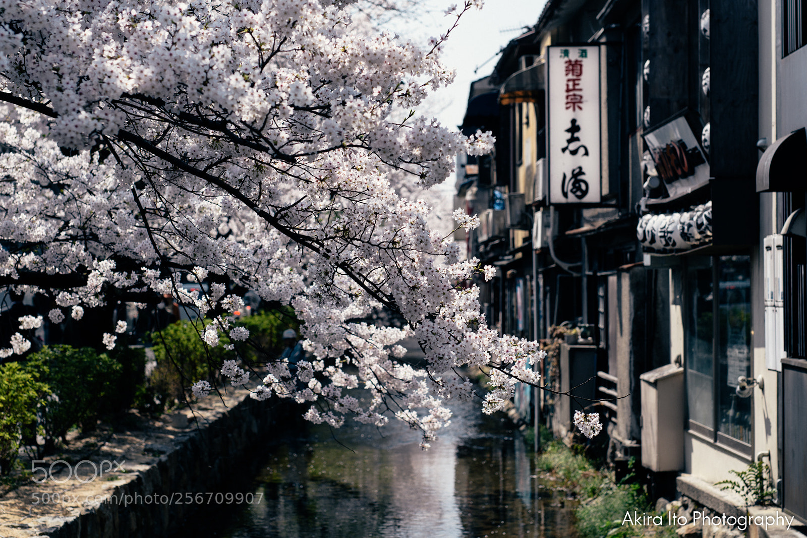 Nikon D500 sample photo. Cherry blossom in kyoto photography