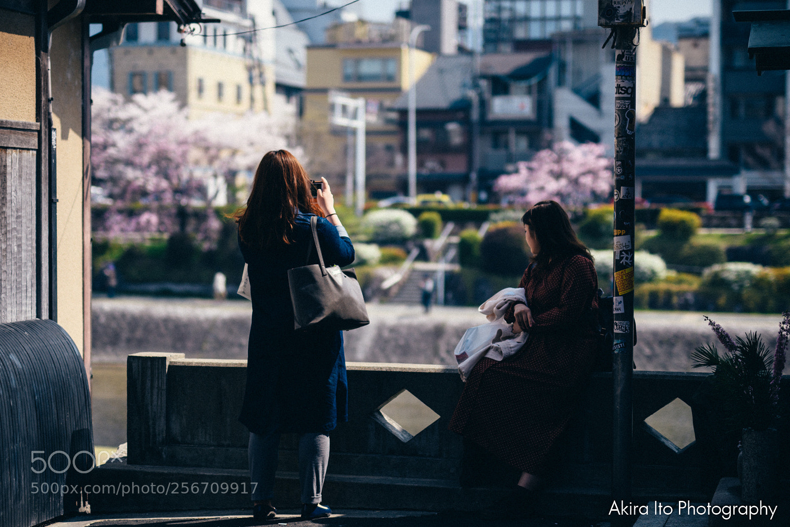 Nikon D500 sample photo. Cherry blossom in kyoto photography