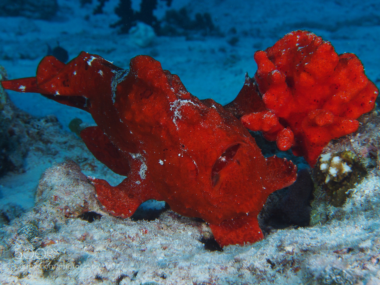 Olympus OM-D E-M5 sample photo. Frogfish photography