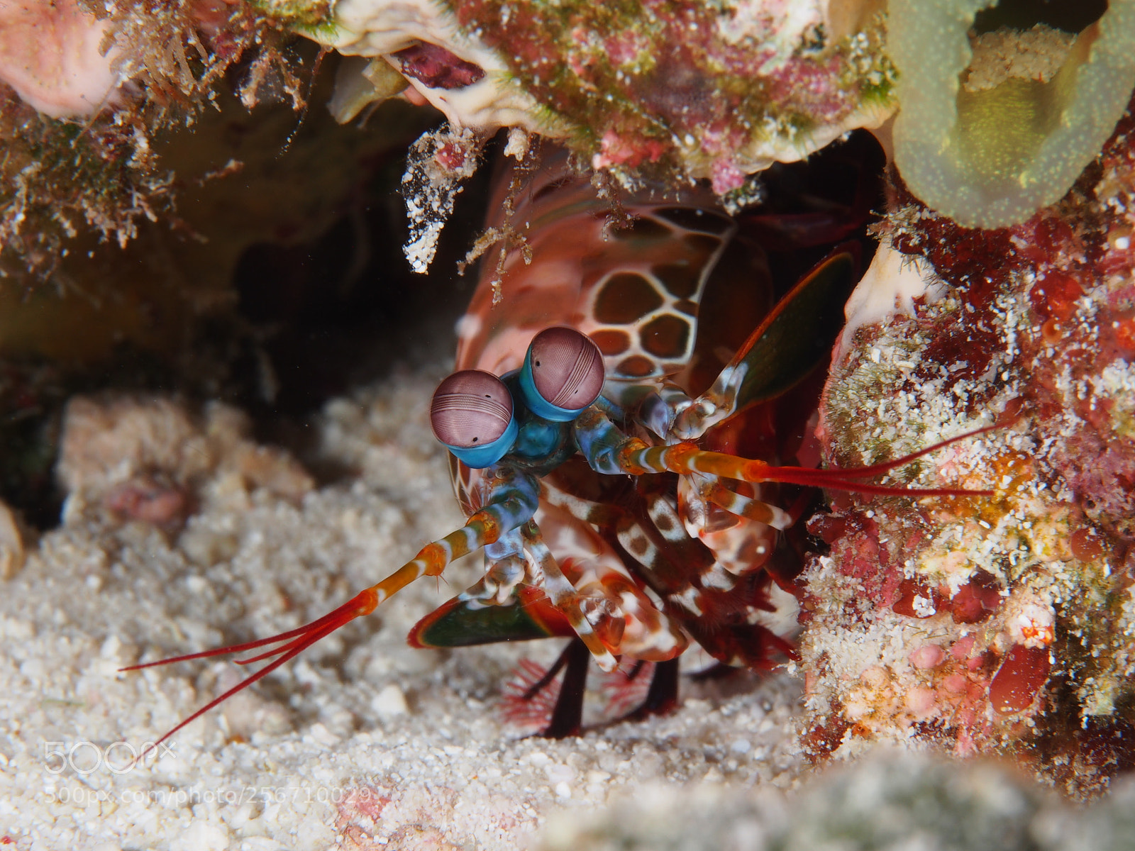 Olympus OM-D E-M5 sample photo. Mantis shrimp photography