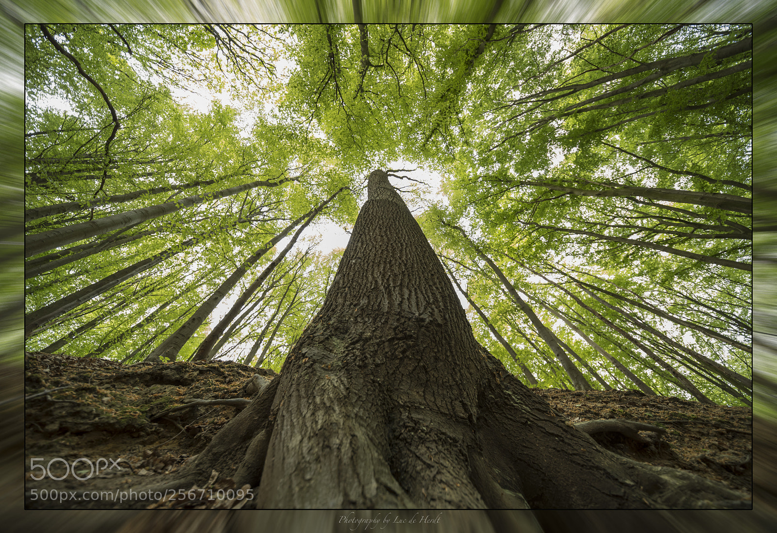 Nikon D750 sample photo. Reaching for light !!! photography