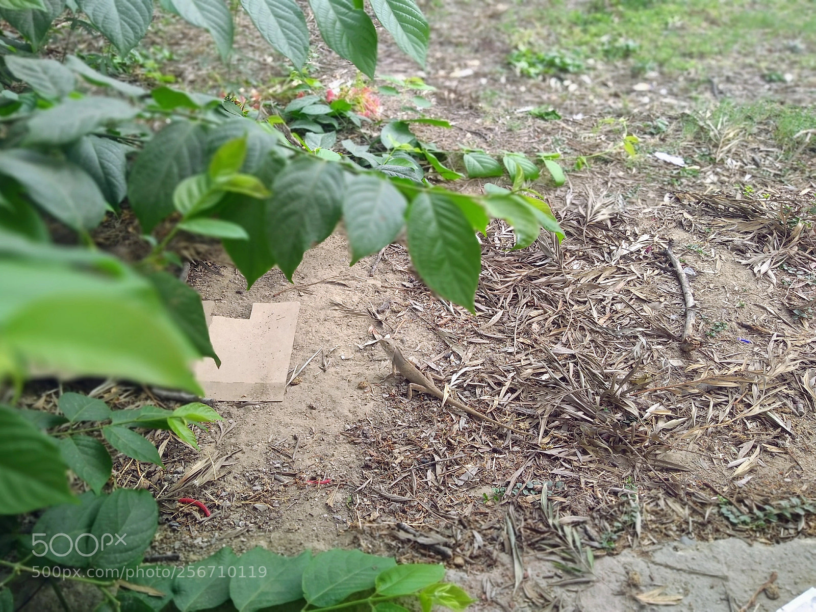 Motorola Moto G (5S) Plus sample photo. Chamilion photography