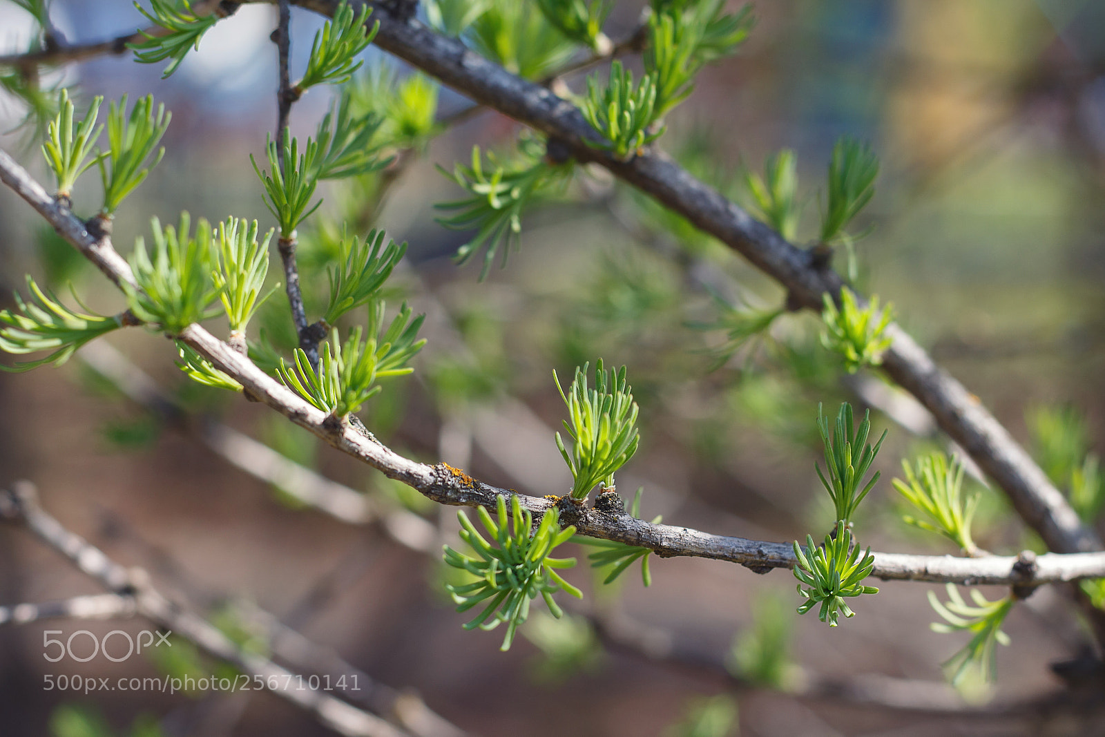 Canon EOS 700D (EOS Rebel T5i / EOS Kiss X7i) sample photo. Springtime photography