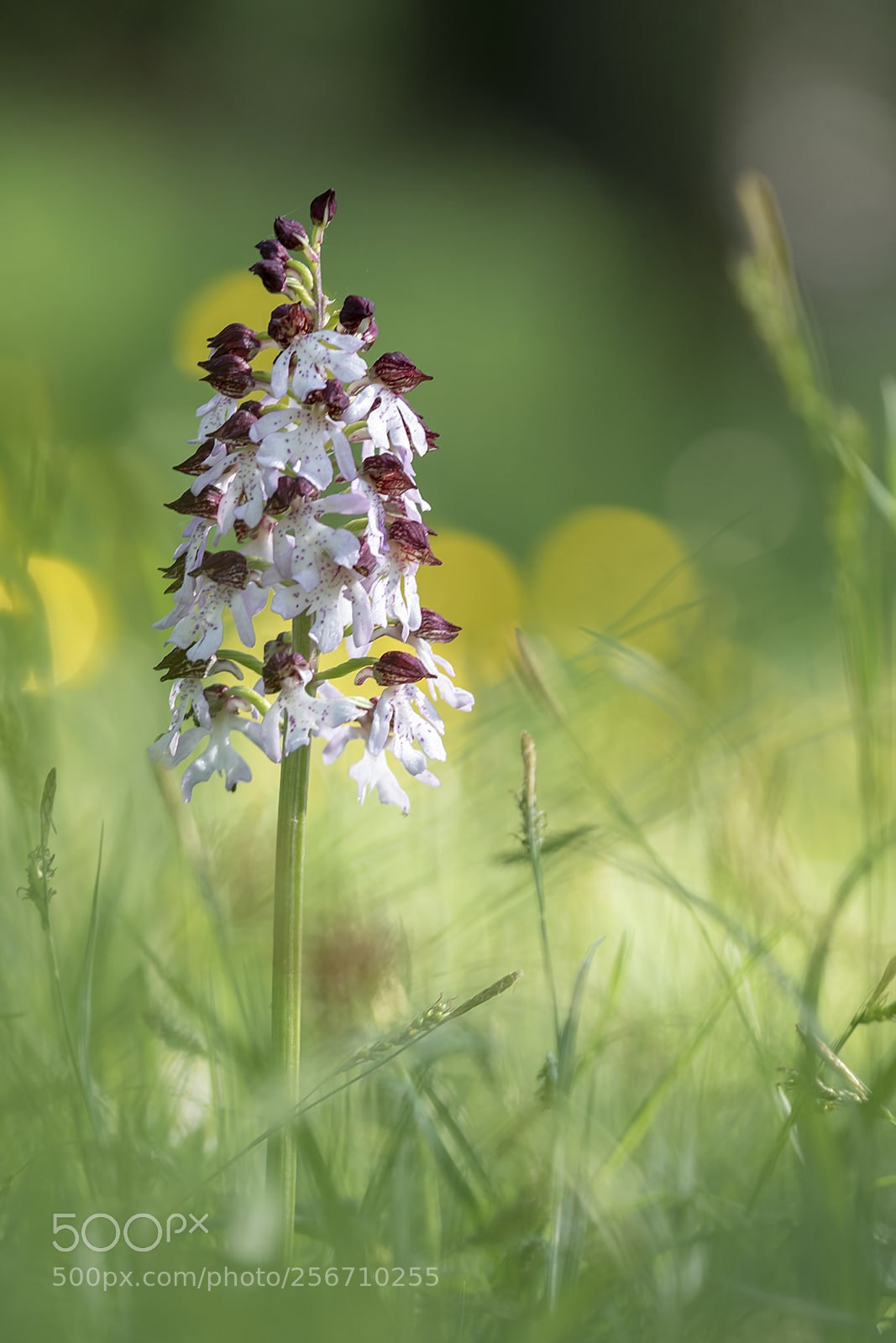 Canon EOS 7D Mark II sample photo. Orchis pourpre photography