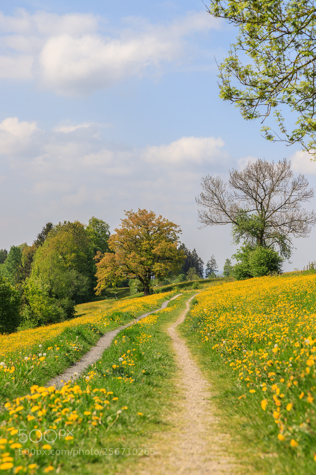 Canon EOS 6D Mark II sample photo. Way to spring photography