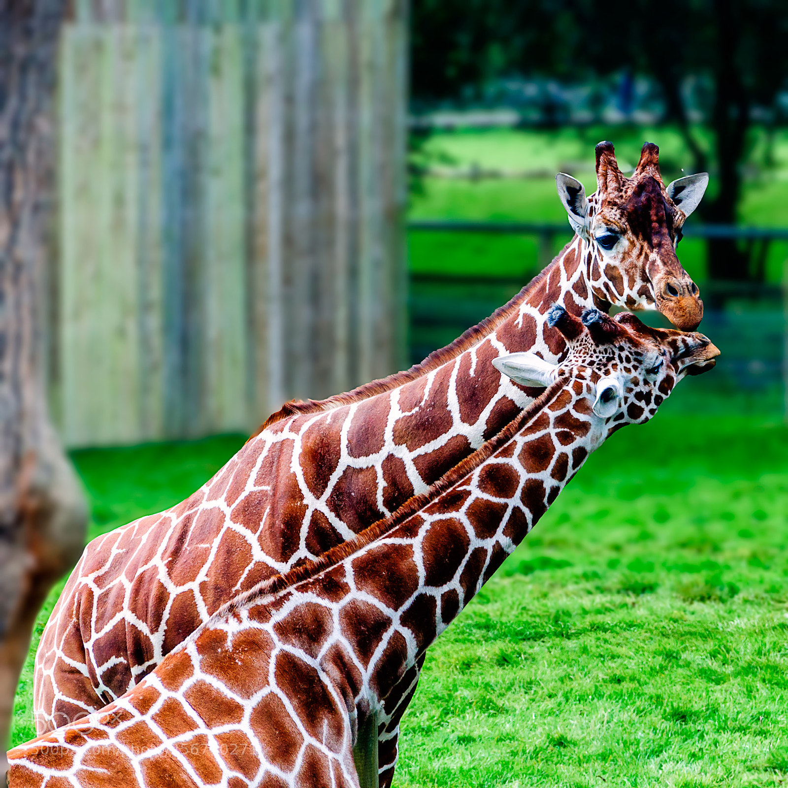 Nikon D90 sample photo. Giraffe photography