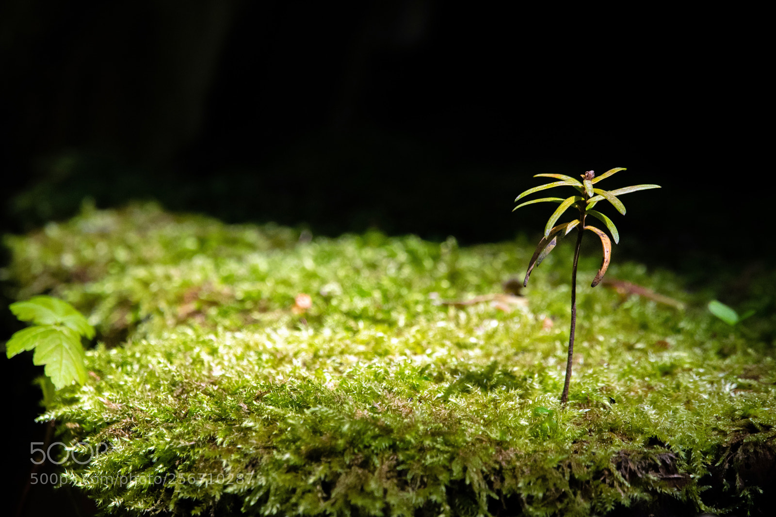 Nikon D3300 sample photo. A small world photography