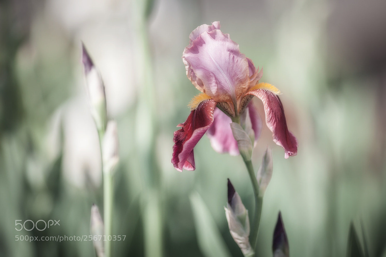 Canon EOS 5D Mark II sample photo. Img photography