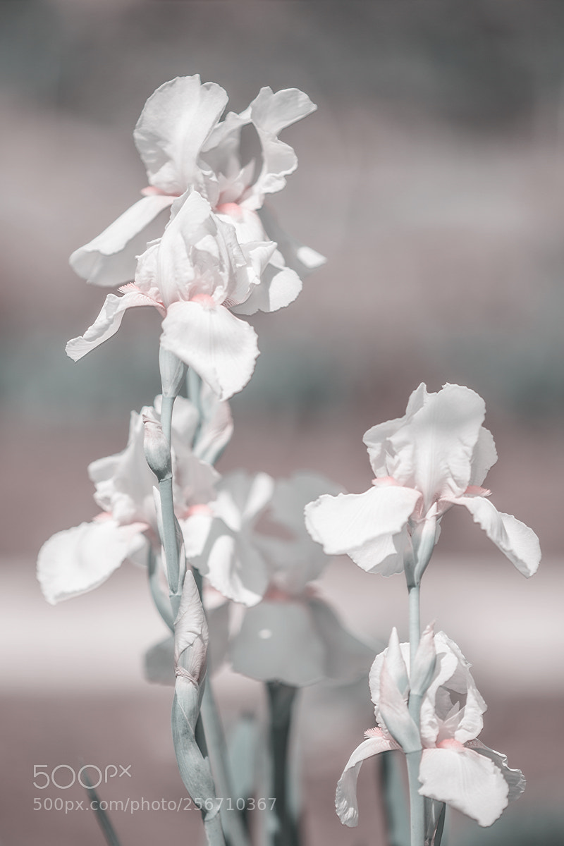 Canon EOS 5D Mark II sample photo. и photography