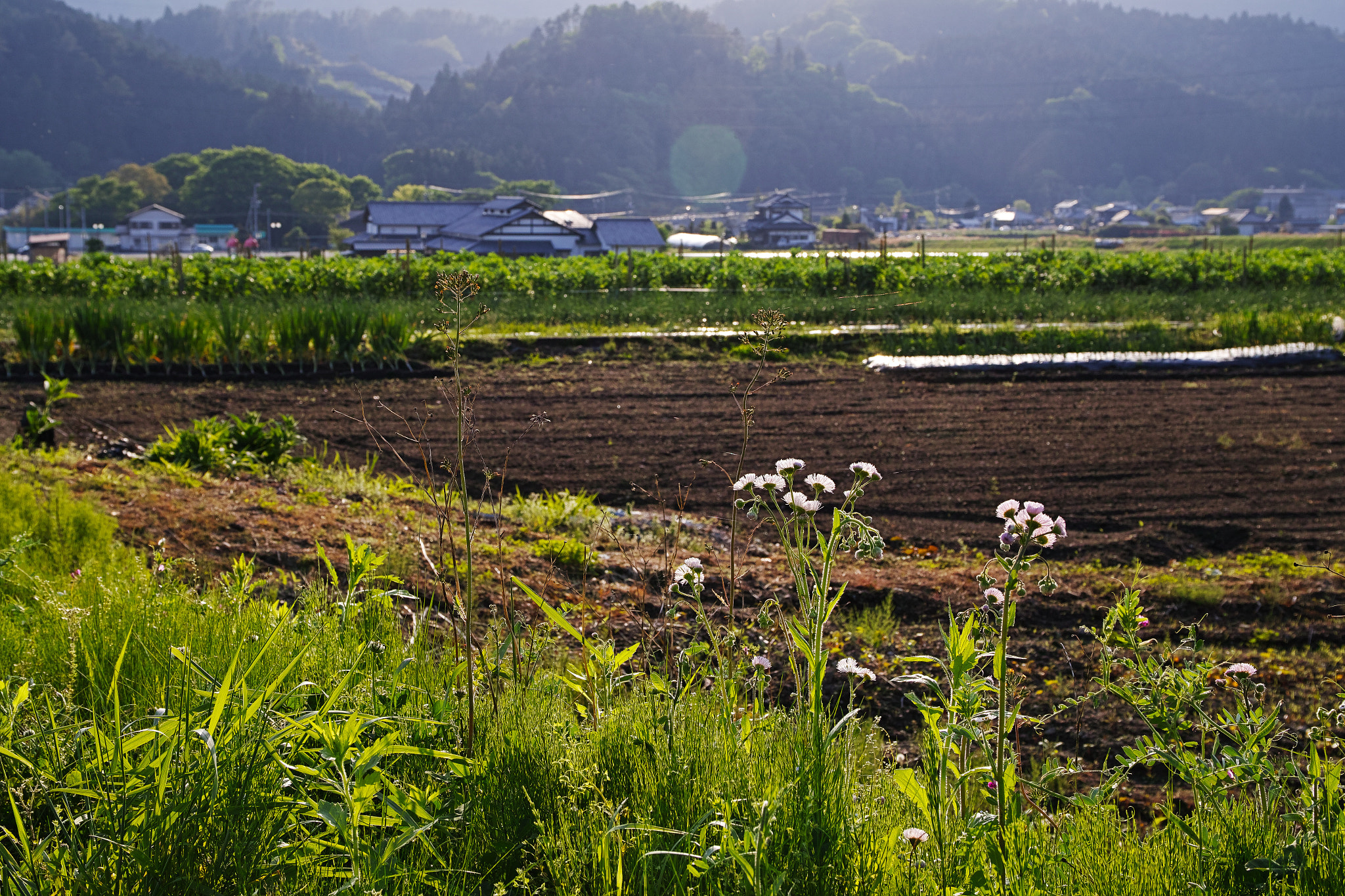 Sigma sd Quattro H sample photo. Village from valley photography