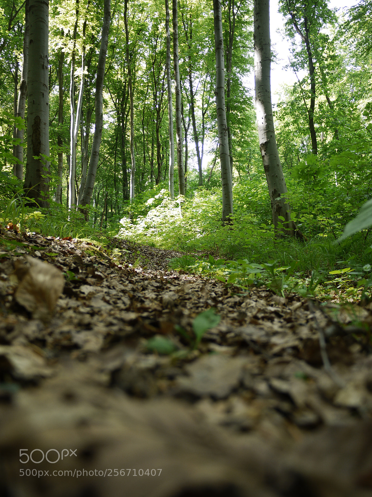 Panasonic Lumix DMC-G1 sample photo. Forest path photography