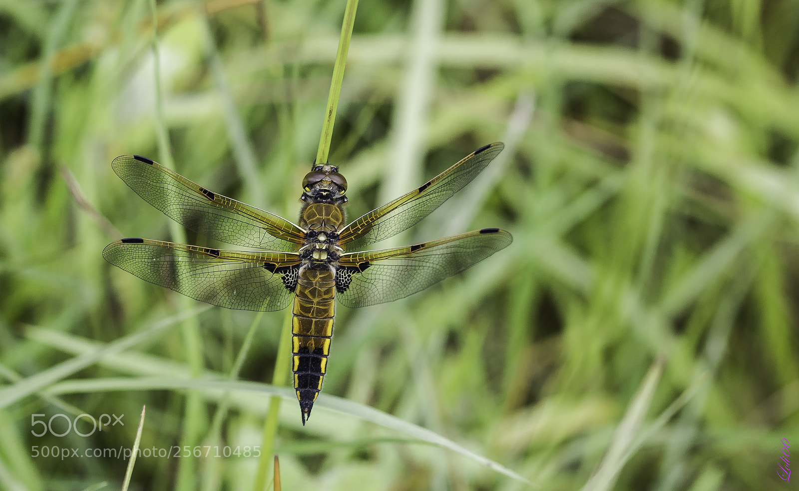 Nikon D7200 sample photo. Libélula quadrimaculata photography