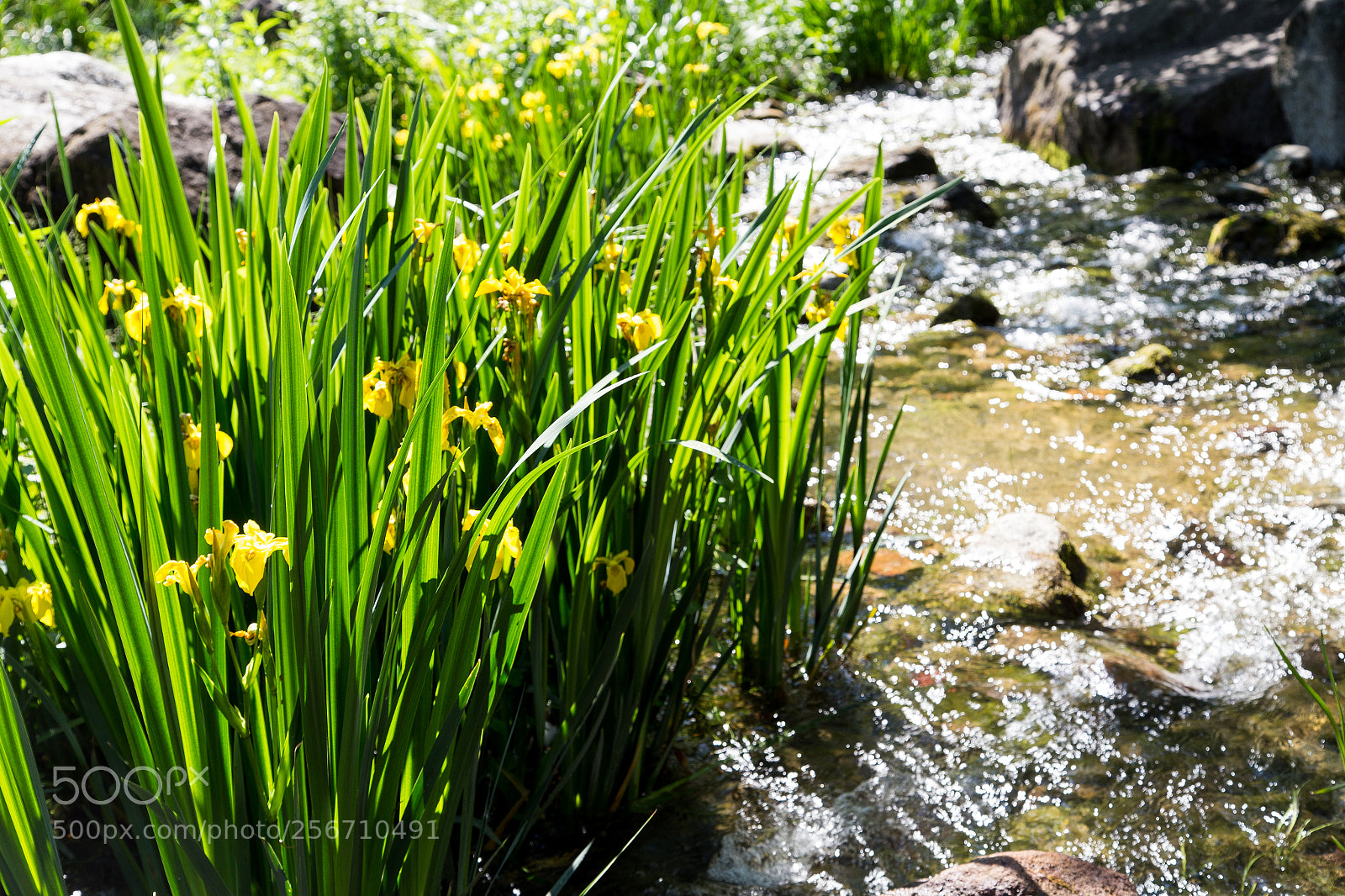 Canon EOS 6D sample photo. Untitled photography