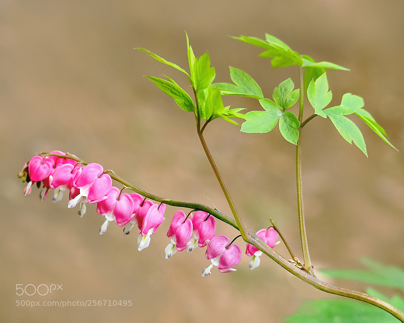 Canon EOS-1D X Mark II sample photo. 荷包牡丹 photography