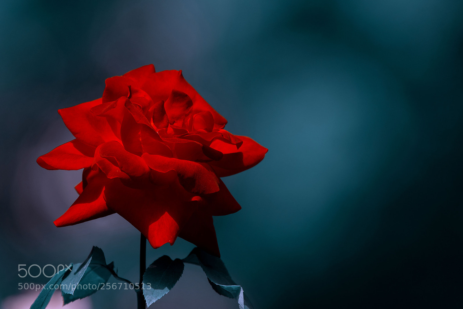 Nikon D810 sample photo. Rose photography