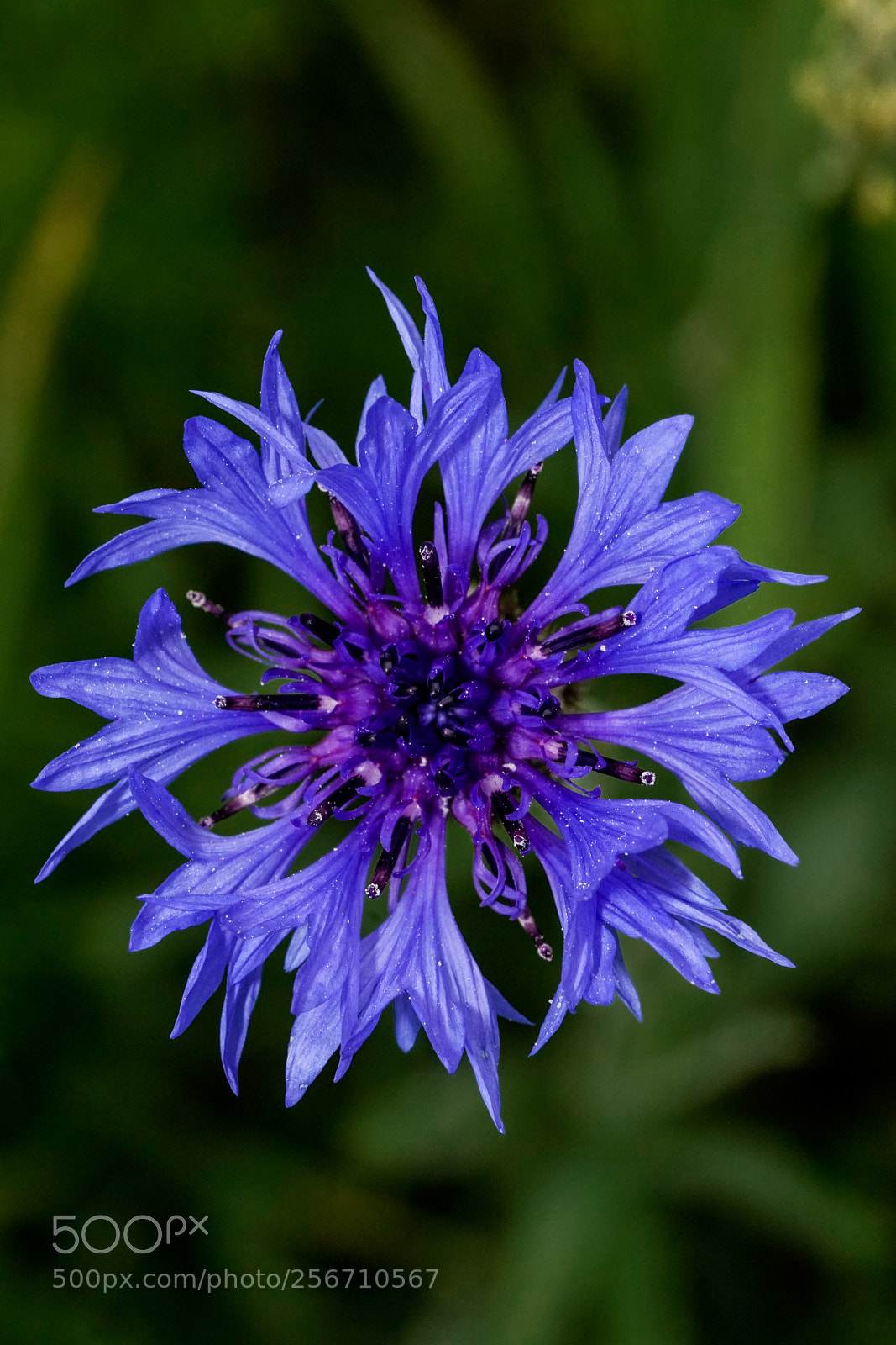 Sony a6000 sample photo. Kornblume photography