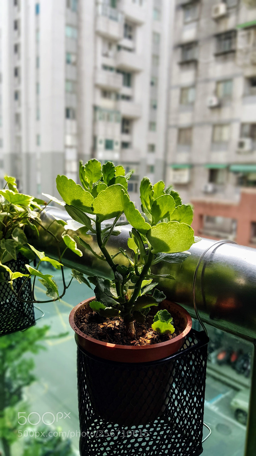 Samsung Galaxy Note5 sample photo. 20180506_133306.jpg photography