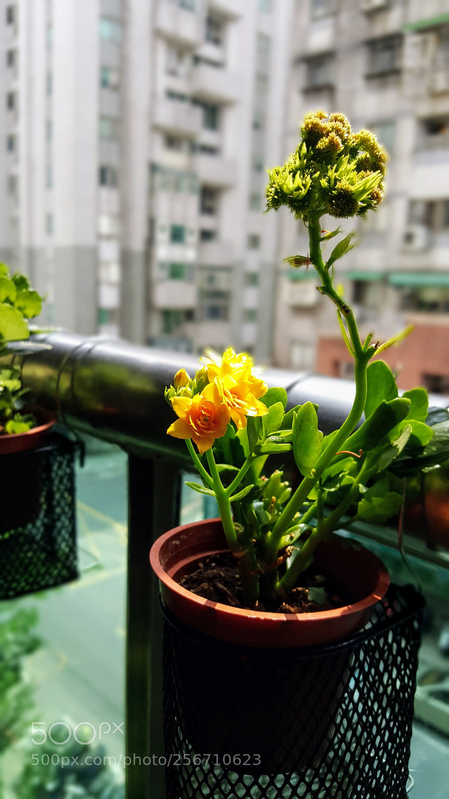 Samsung Galaxy Note5 sample photo. 20180506_133342.jpg photography