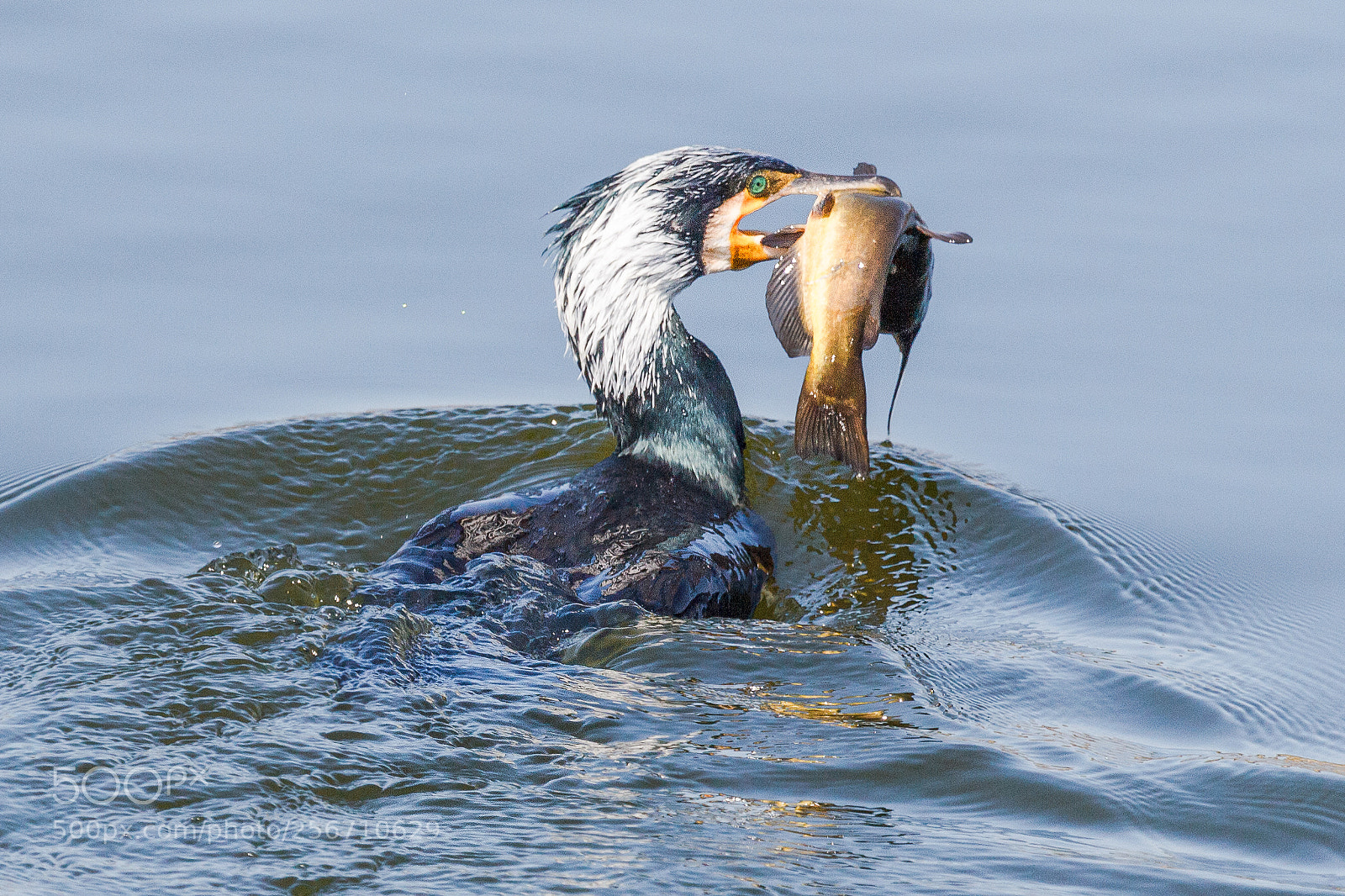 Canon EOS 60D sample photo. Great cormorant photography