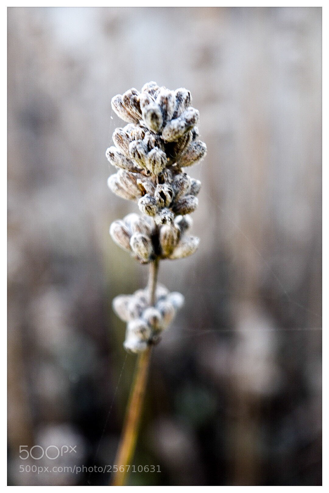 Nikon D5500 sample photo. Deadhead  photography