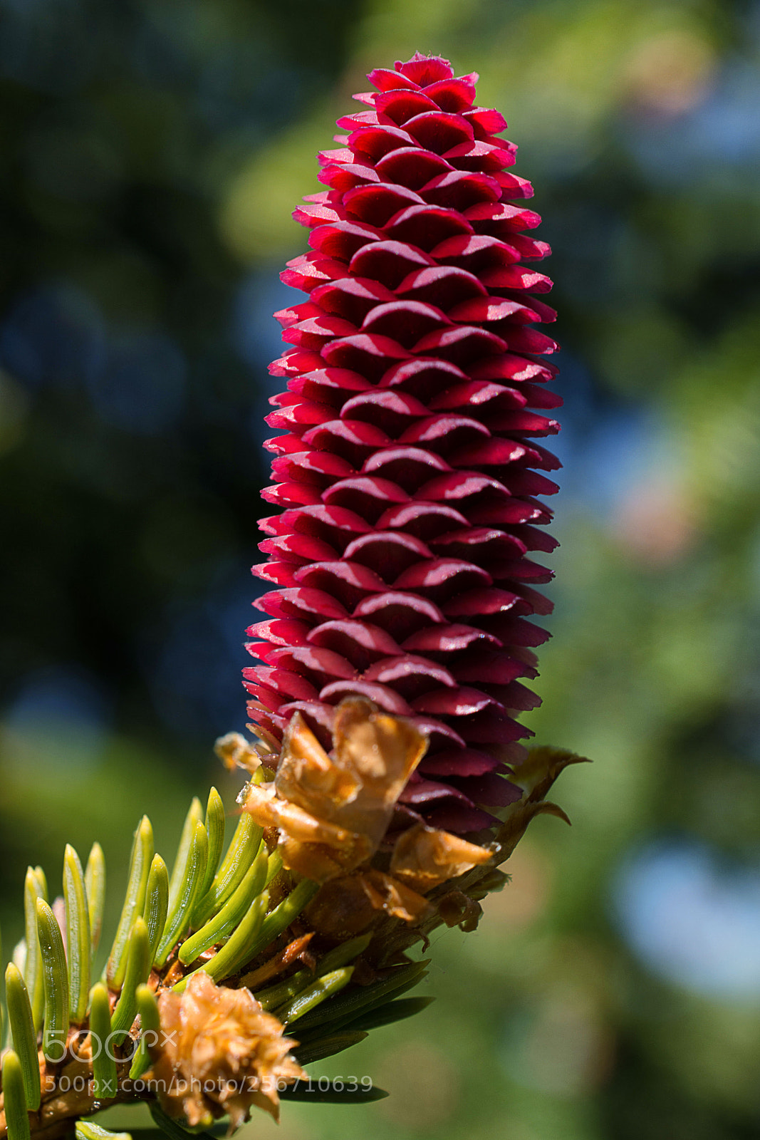 Nikon D7200 sample photo. Fichtenblüte photography