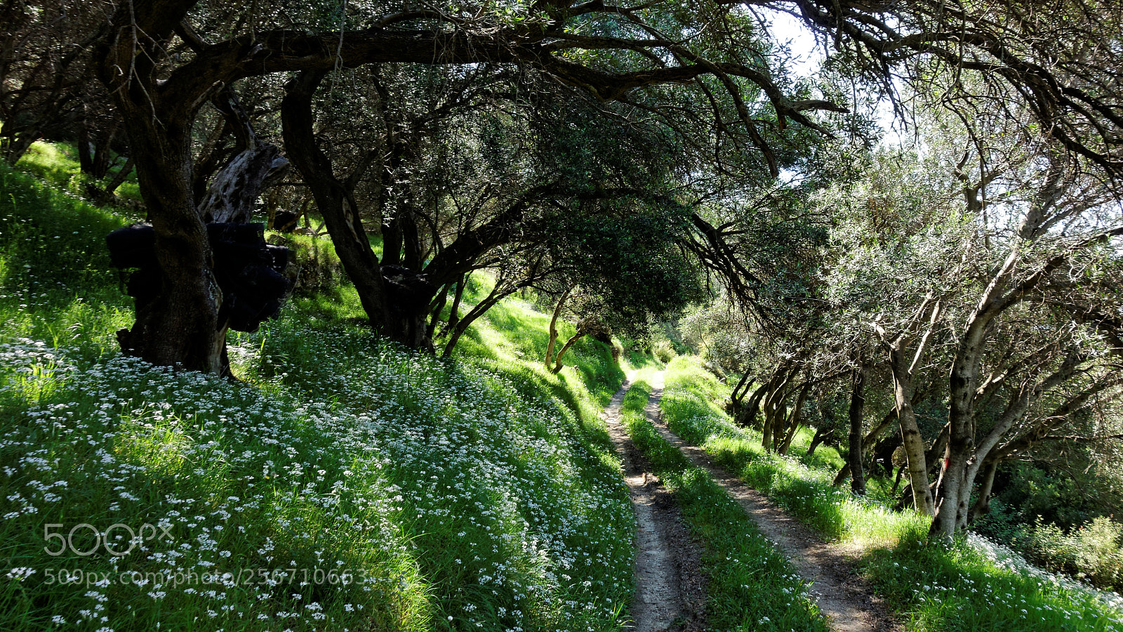 Sony Cyber-shot DSC-RX100 sample photo. Corfu trail #2 photography
