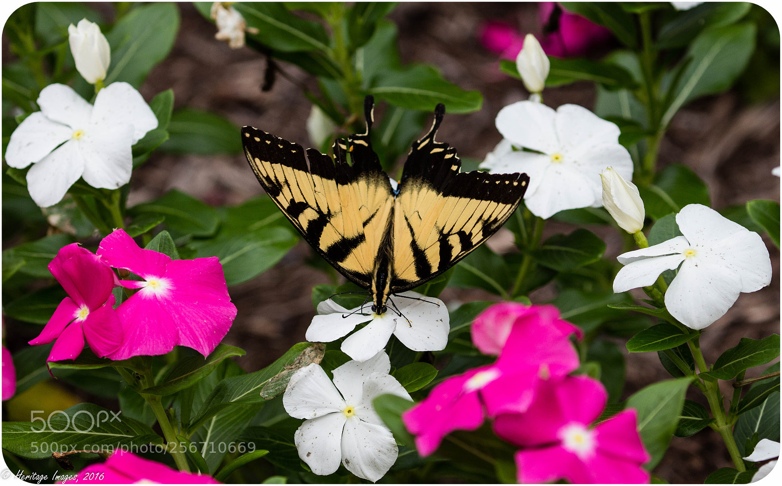 Canon EOS 650D (EOS Rebel T4i / EOS Kiss X6i) sample photo. Butterfly at work photography