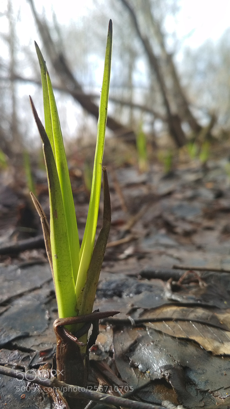 Xiaomi Redmi 4X sample photo. Marsh iris photography