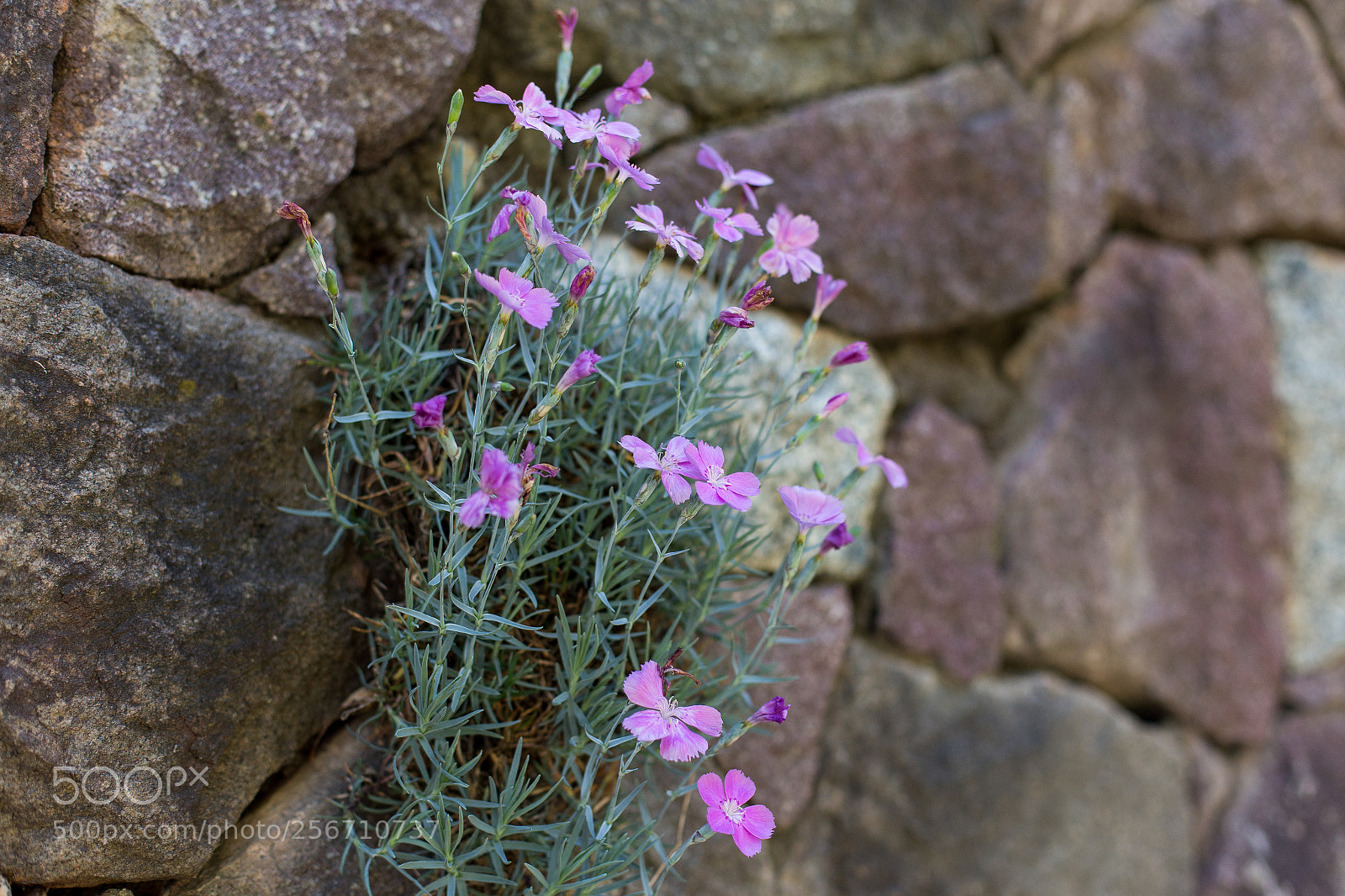 Canon EOS 6D sample photo. Untitled photography