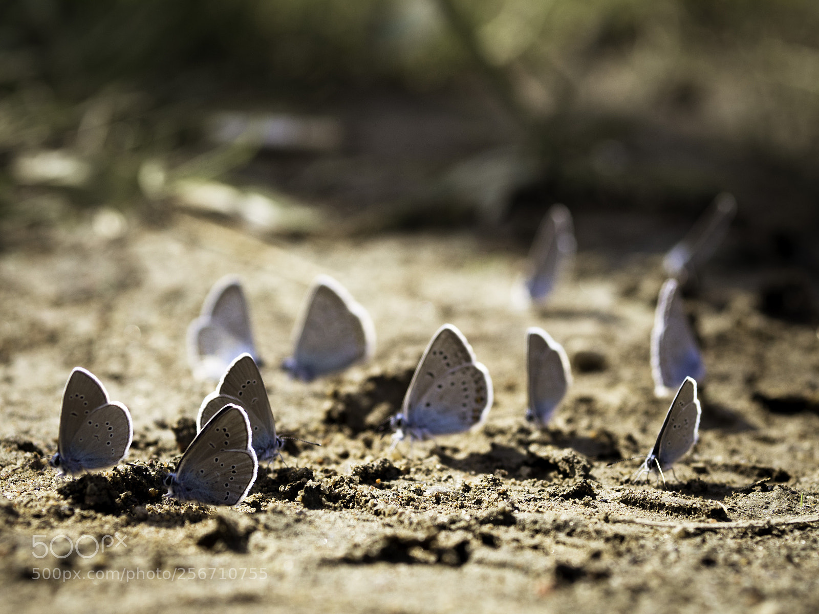 Olympus OM-D E-M10 sample photo. Butterfly swarm photography