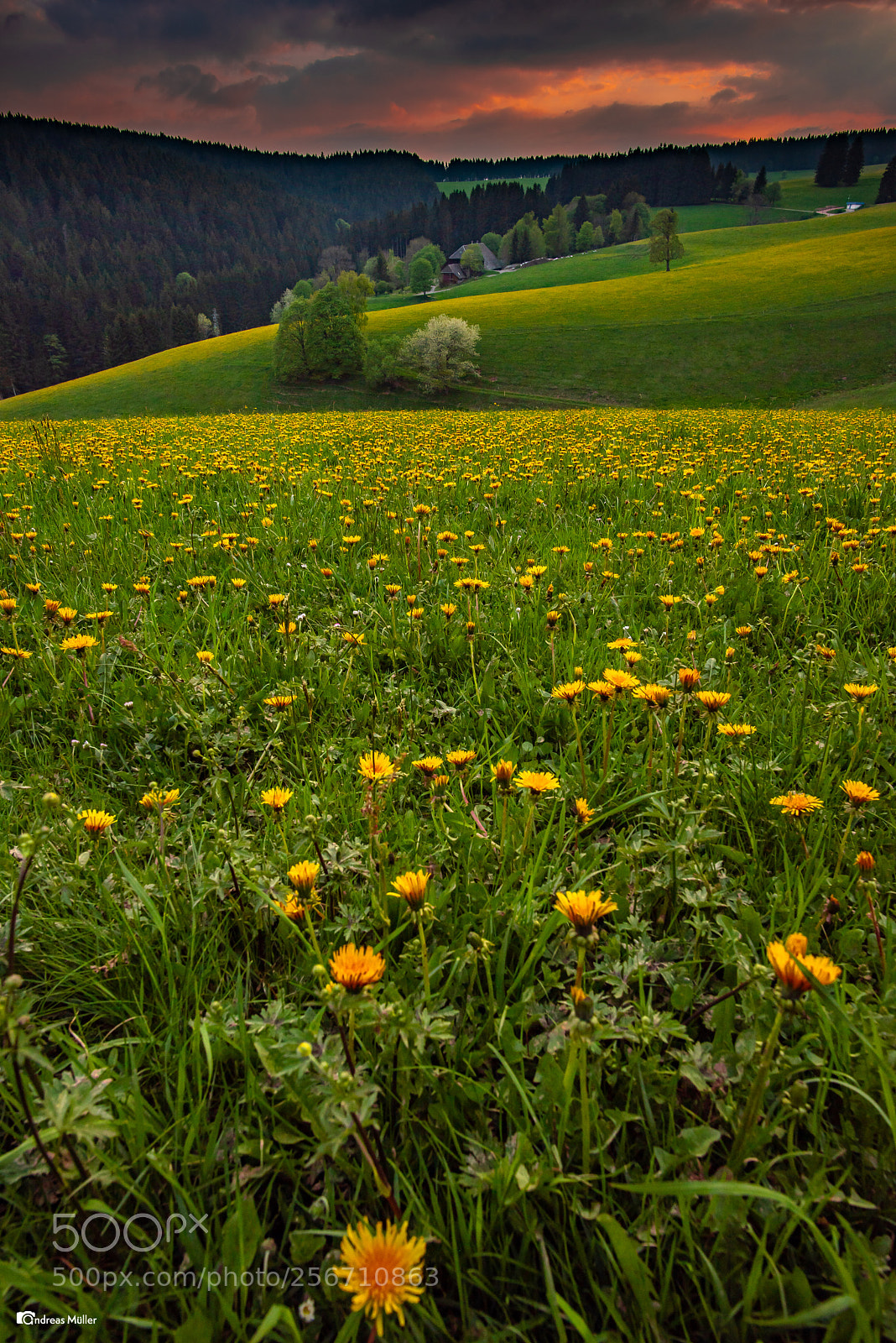 Nikon D810 sample photo. Löwenzahn photography