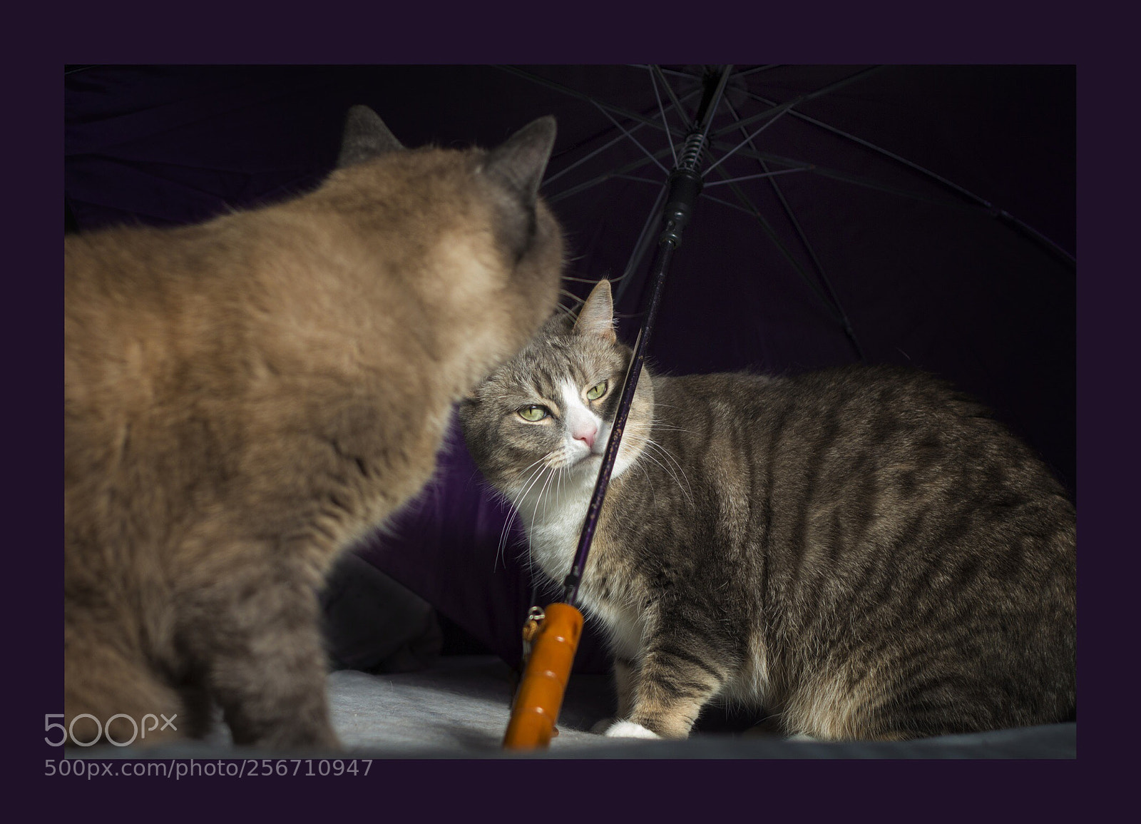 Canon EOS 700D (EOS Rebel T5i / EOS Kiss X7i) sample photo. Under my umbrella photography