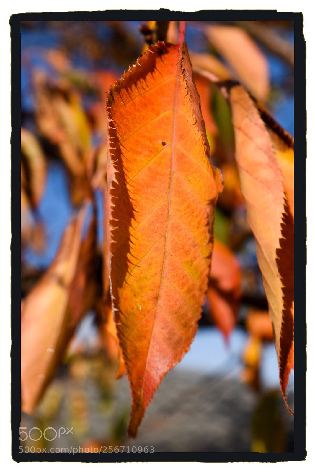 Nikon D5500 sample photo. True colours of autumn  photography